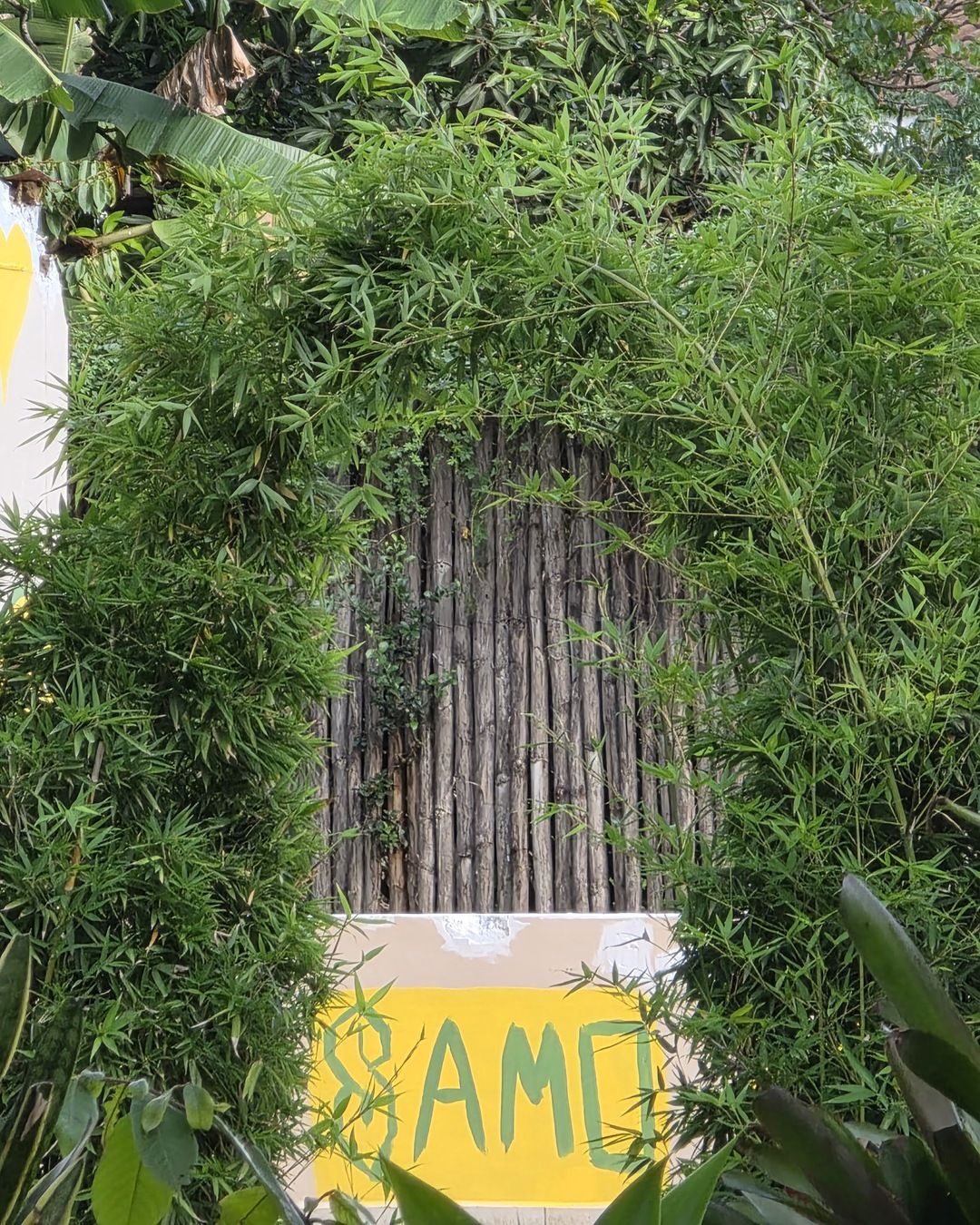 A yellow sign painted with the word SAMO in green capital letters sits beneath an arch of bamboo, in front of a wooden pole fence.